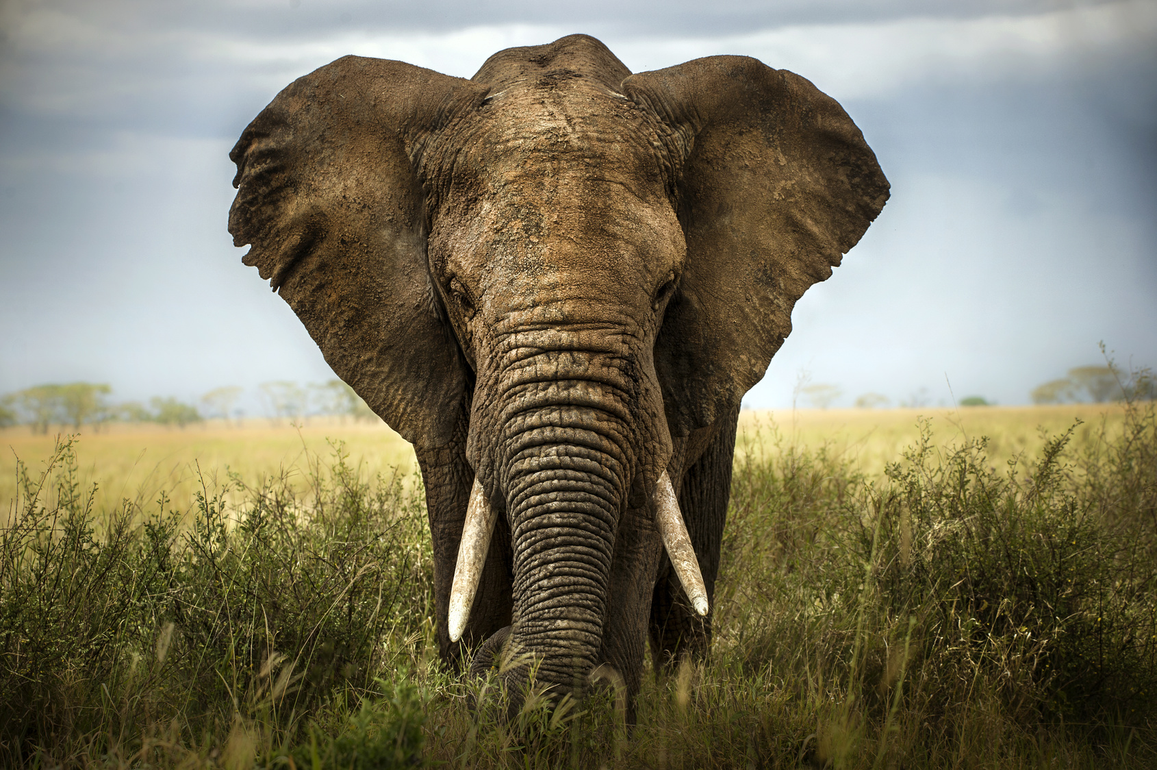 Elefanti: i santuari dove vederli in modo etico